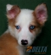 Border Collie Sable Mirlo Hembra #090H51399.jpg