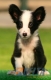 Border Collie Negro Bicolor Macho #090M11403.jpg