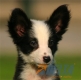 Border Collie Negro Bicolor Macho #090M11404.jpg