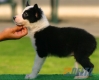Border Collie Negro Bicolor Macho #090M61405.jpg