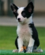 Border Collie Negro Bicolor Macho #090M61406.jpg