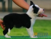 Border Collie Negro Bicolor Macho #090M61407.jpg