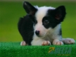 Border Collie Negro Bicolor Macho #090M61409.jpg