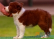 Border Collie Rojo Bicolor Hembra #097H41411.jpg