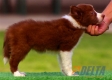 Border Collie Rojo Bicolor Hembra #097H41412.jpg