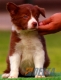 Border Collie Rojo Bicolor Hembra #097H41413.jpg