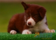Border Collie Rojo Bicolor Hembra #097H41415.jpg