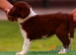 Border Collie Rojo Bicolor Macho #097M51416.jpg