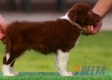 Border Collie Rojo Bicolor Macho #097M51417.jpg