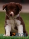 Border Collie Rojo Bicolor Macho #097M51418.jpg