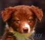 Border Collie Rojo Bicolor Macho #097M51420.jpg