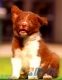 Border Collie Rojo Bicolor Macho #097M61424.jpg