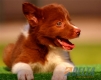 Border Collie Rojo Bicolor Macho #097M61425.jpg