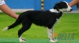 Border Collie Negro Bicolor Macho #094M31427.jpg