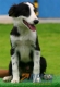 Border Collie Negro Bicolor Macho #094M31429.jpg