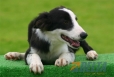 Border Collie Negro Bicolor Macho #094M31430.jpg