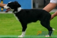 Border Collie Negro Bicolor Macho #094M41431.jpg