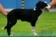 Border Collie Negro Bicolor Macho #094M41432.jpg