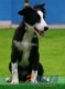 Border Collie Negro Bicolor Macho #094M41433.jpg