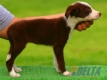 Border Collie Rojo Bicolor Hembra #099H31435.jpg