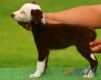 Border Collie Rojo Bicolor Hembra #099H31436.jpg