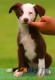 Border Collie Rojo Bicolor Hembra #099H31437.jpg