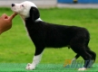 Border Collie Negro Bicolor Macho #099M21439.jpg