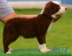 Border Collie Rojo Bicolor Macho #099M41444.jpg