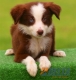 Border Collie Rojo Bicolor Macho #099M41446.jpg