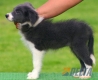 Border Collie Azul Bicolor Hembra #103H11447.jpg