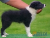 Border Collie Azul Bicolor Hembra #103H11448.jpg