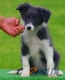 Border Collie Azul Bicolor Hembra #103H11449.jpg