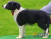 Border Collie Azul Bicolor Hembra #103H21452.jpg