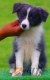 Border Collie Azul Bicolor Hembra #103H21453.jpg