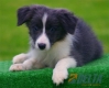 Border Collie Azul Bicolor Hembra #103H21454.jpg