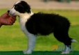 Border Collie Negro Bicolor Hembra #087H41174.jpg