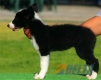 Border Collie Negro Bicolor Hembra #089H61254.jpg