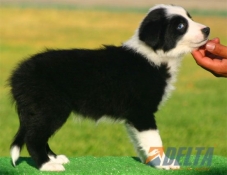 Club de agility Delta