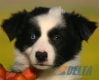 Border Collie Negro Bicolor Macho #093M31268.jpg