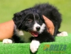 Border Collie Negro Bicolor Hembra #092H41276.jpg