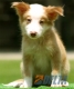 Border Collie Dorado Mirlo Bicolor Macho #090M41382.jpg