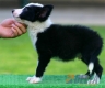 Border Collie Negro Bicolor Macho #090M11400.jpg