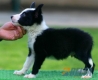 Border Collie Negro Bicolor Macho #090M11401.jpg