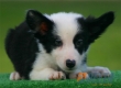 Border Collie Negro Bicolor Macho #090M61408.jpg