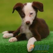 Club de agility Delta