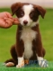 Border Collie Rojo Bicolor Macho #099M41445.jpg