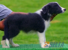 Club de agility Delta
