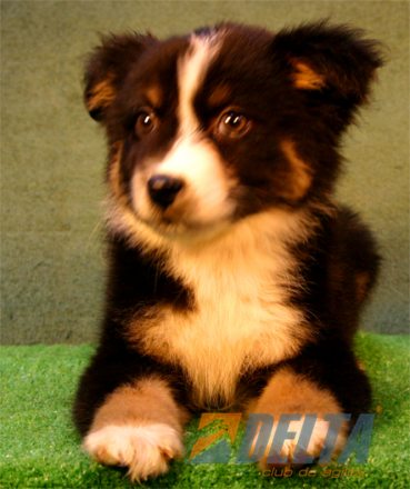 Club de Agility Delta