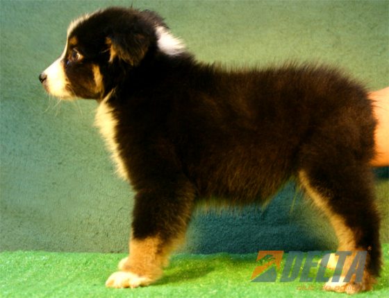 Australian Shepherd Negro Tricolor Macho #080M4101.jpg