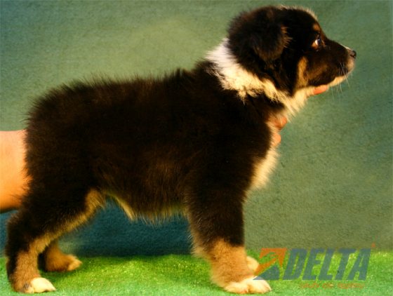 Australian Shepherd Negro Tricolor Macho #080M4102.jpg